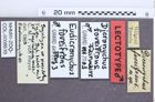 Etikette zu Anisomerus foveifrons (NHMW-ZOO-COL-0008510)